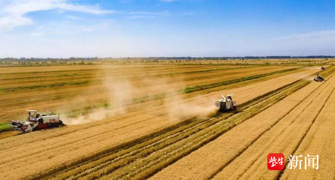 射阳荣膺全国超级产粮大县 有机稻谷的绿色革命