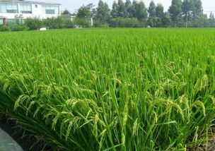 南方稻米流向之谜 有机稻谷研发与市场细分下的南北格局