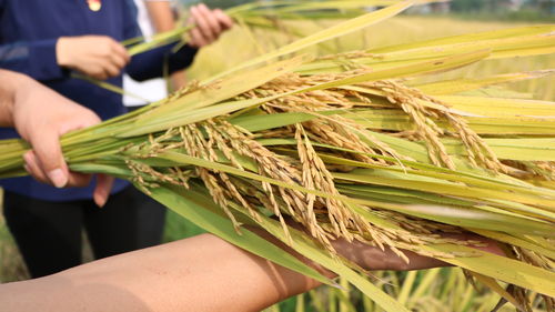 巢湖市营养学会富有机硒胚芽水稻种植项目喜获丰收，引领有机稻谷种植新方向