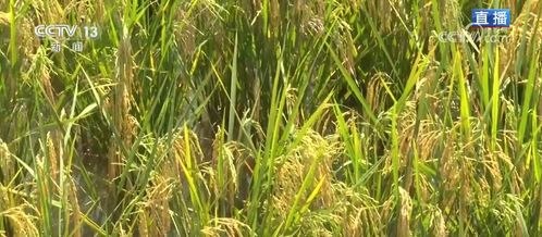 新模式打造新“稻”路，有机研发绘就田野好“丰”景