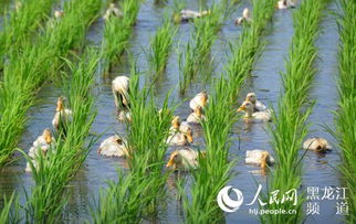 上善若水 有机稻谷种植研发的境界与天下第一人的智慧