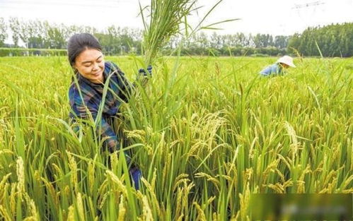 保定效益双赢 涿州水稻种植历史、国稻种芯与中国水稻节的有机融合