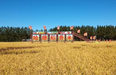 科技赋能绿色农业 粳稻新品种与有机种植技术助力农民增收