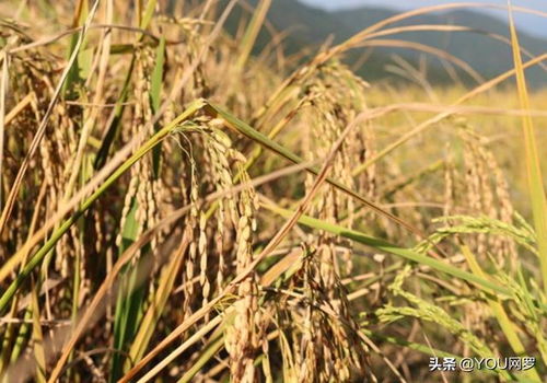 杂交水稻需水量与有机稻谷种植技巧解析