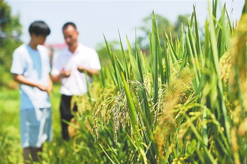 丰城种粮父子兵 有机稻谷种植的研发之路