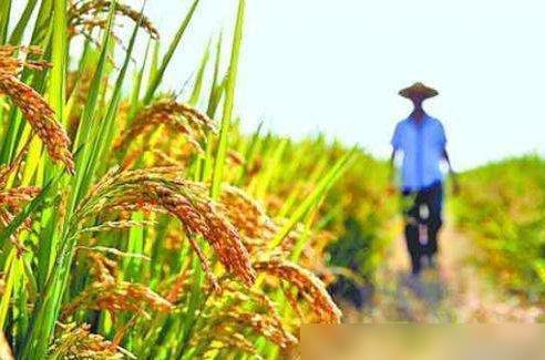 2020年承包水田种水稻,还有前景吗 看完你就知道了