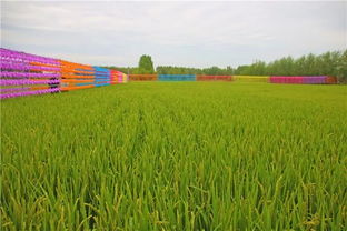 庆安绿色有机水稻文化节主会场 探秘有机稻谷种植与乡村文化融合