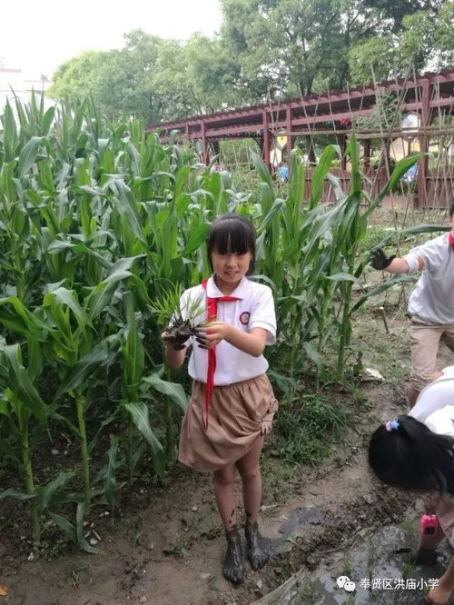 洪庙小学创新实践 有机稻谷种植活动点亮劳动教育新篇章