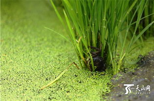 随拍察布查尔县伊美乡米业万亩有机水稻种植基地——绿色生态与科技研发的交响