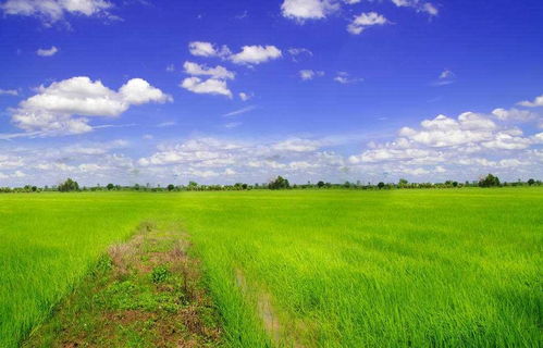 乌审旗无定河有机水稻 国家级农业标准化示范区的绿色崛起