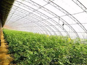 大连两村落入选2017中国美丽休闲乡村，辽宁仅六席——有机稻谷种植研发铸就美丽乡村典范